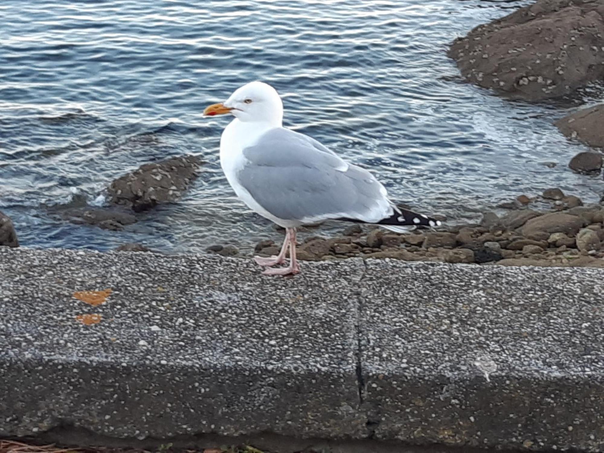 Urban Sunny & Cosy Concarneau Exterior foto